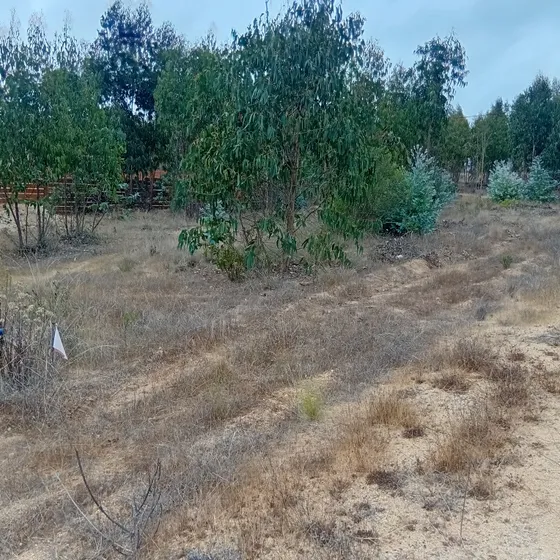 Terrenos El Tabo 850m2 A 15 Min De La.playa!!!