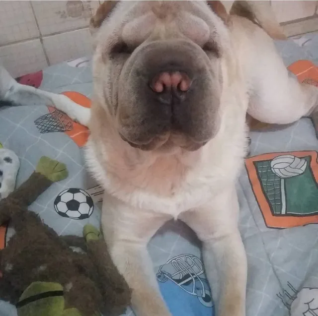 Babá De Pets 