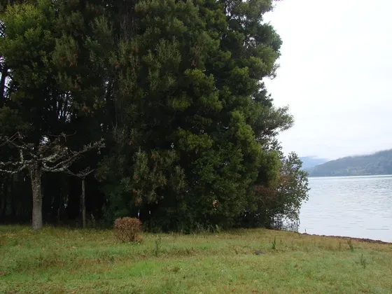 Oportunidad Parcela 7000 Mts, Orilla Playa Lago Lanalhue