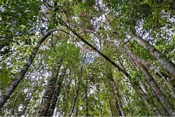 Venta Parcela Pucón Con Acceso A Rio Carhuello