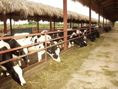 Finca Ganadera Bonao 500 Tarea Casa Establo Rio