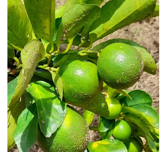 Vendo O Permuto Finca Agroganadera.