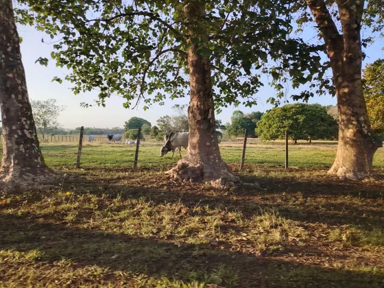 Finca En Venta En Barinas, Via Torunos