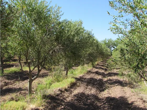 Venta Finca Olivicola 6 Has 