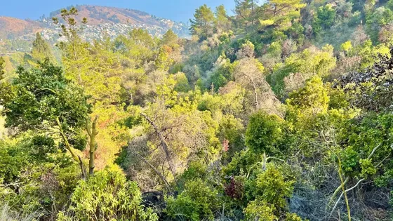 Lindo Terreno En Zapallar En Venta