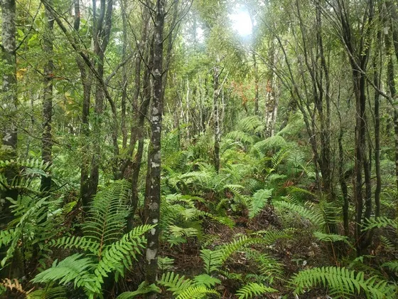 Vende Parcela En Lago Chapo, Puerto Montt