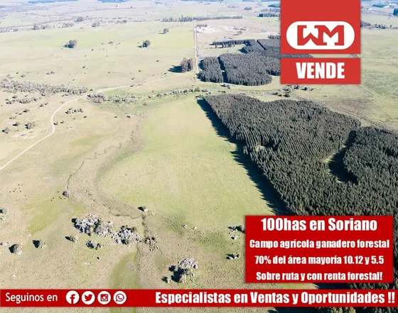 Venta Campo Soriano 100has Agrícola Ganadero Forestal Con 75% Suelos Agrícolas Y Con Renta Forestal Entrega Inmediata