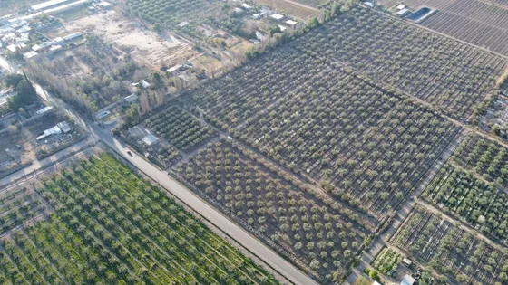 Venta Finca Con Olivos Y Ciruelos En Maipu 