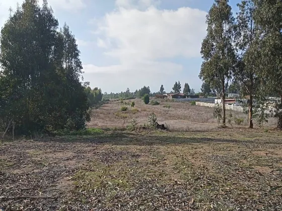 Sector Campiche