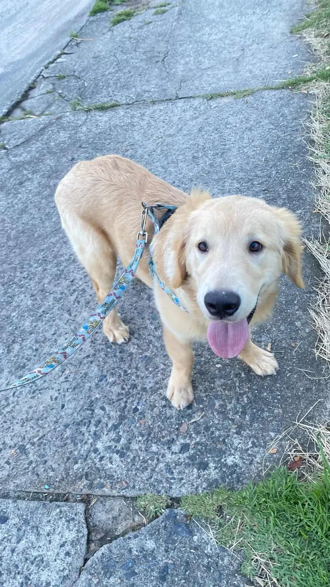 Golden Retriever401919652796846083