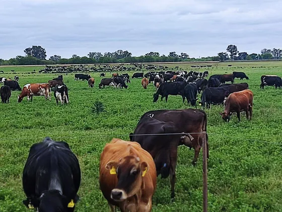 Venta Tambo Fondo De Comercio Fábrica De Productos Lácteos En Navarro Campo Hacienda Vacas Ordeñe Maquinaria Agricola