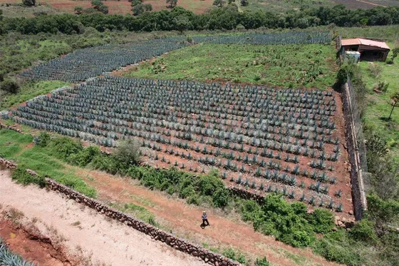 Terreno Rústico En Venta, Arandas, Jalisco.