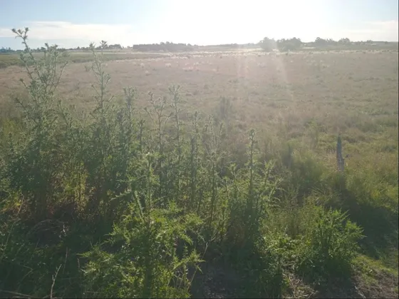 Chacra 6 Hectáreas En Canelones Con Casa