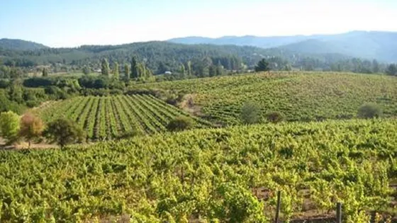 Cauquenes Viñas Y Forestal, 2 Tranques (70047)