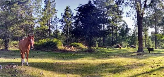 Estancia Las Cañitas