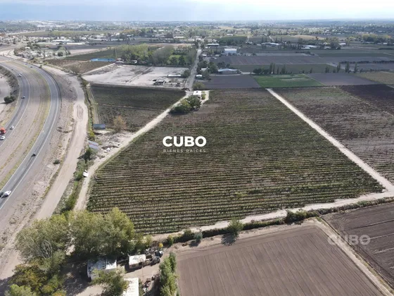 Cubo Vende 12 Hectareas De Viñedo En Rodeo De La Cruz Mendoza Argentina