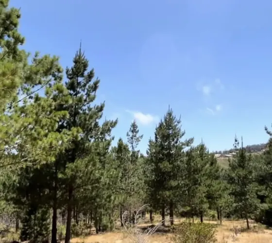 Vive O Invierte Rodeado De Naturaleza