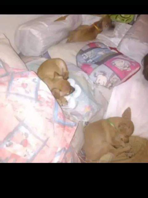 Guardería Para Mascotas