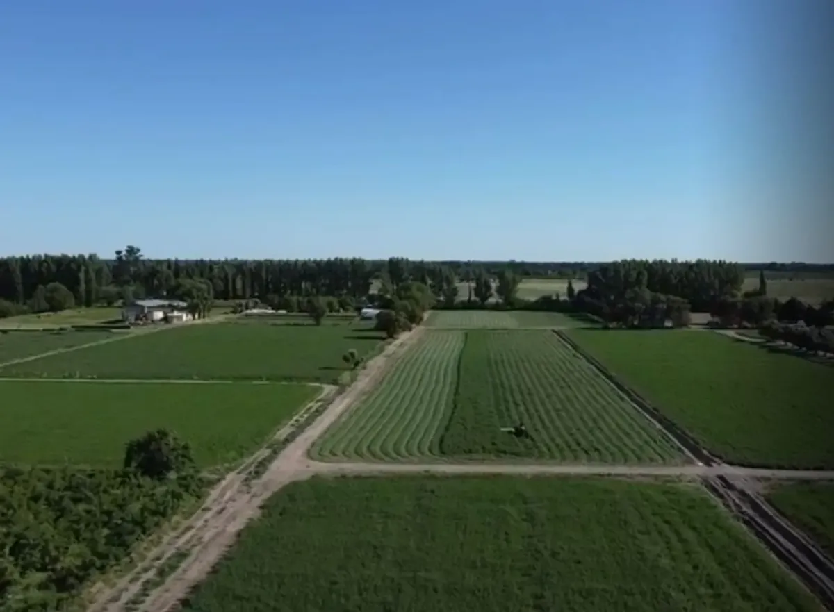 Located in one of the most sought-after areas of the southern Mendoza agricultural corridor, this farm stands out for an attribute that very few properties offer: absolute neatness and real productive efficiency