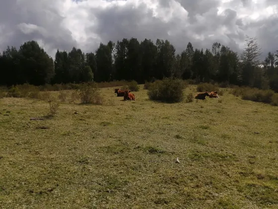 1/2ha A Buen Precio Dalcahue Cercano Al Aeropuerto De Chiloé