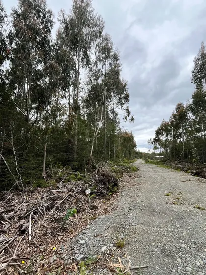 Parcela Con Rol Propio En Dalcahue A 20 Min Del Aeropuerto