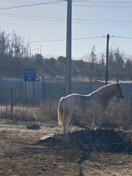 Sitio En Venta En La Serena