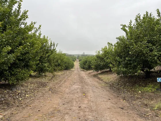 Citrus. Finca En Producción - El Naranjo - Tucumán