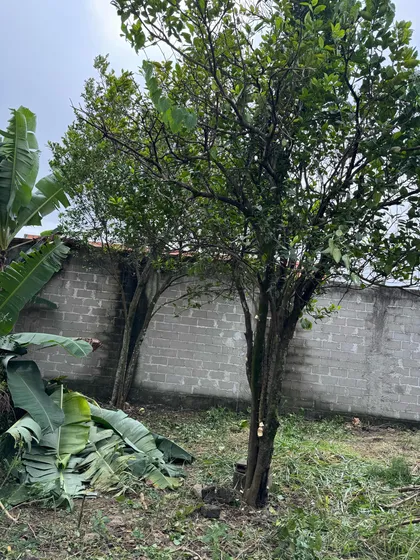 Terreno
