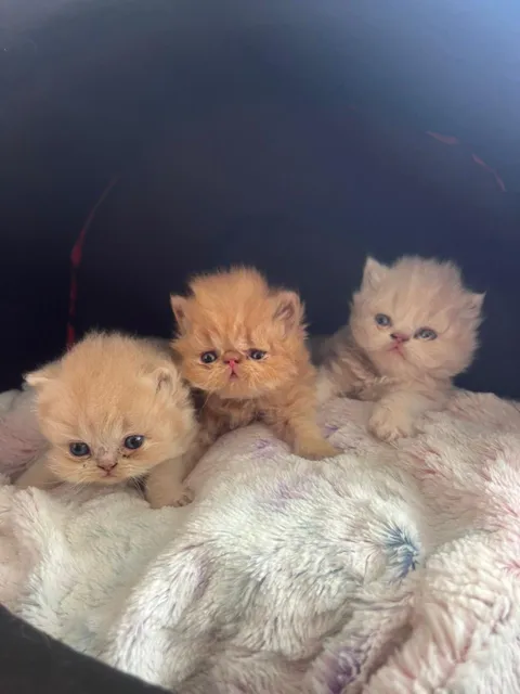Vendo Gatos Persa Hermosos 