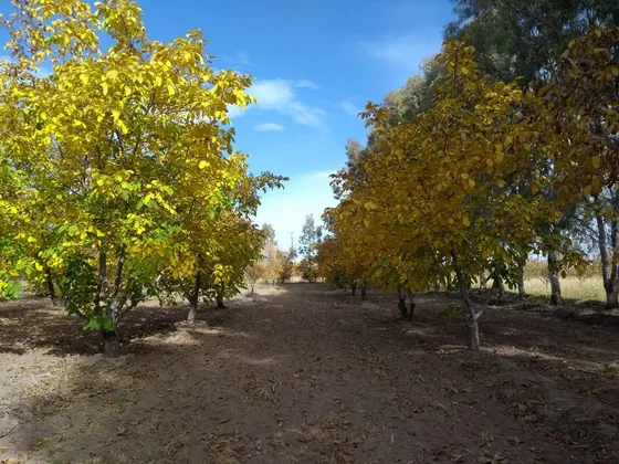 Finca Con Vivienda Y Produccion 