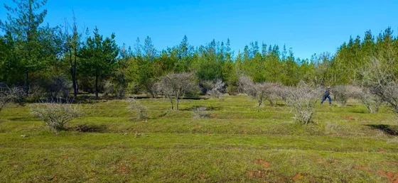 Parcelas En Cauquenes Planas Rol Propio Tierra Fértil Oferta