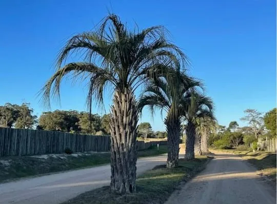Venta Lotes- José Ignacio-b° Pivado-playa Brava-1000 M2-contiguo A Pinar Del Faro-uruguay