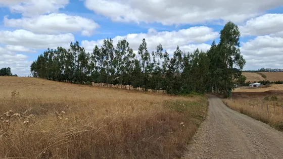 Vende Terreno 2 Hectáreas Calidad Indígena Camino 5 Manzan