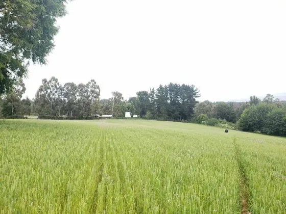 Altos Perquenco