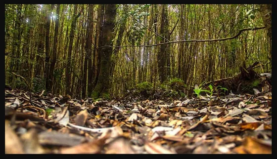 Parcela En  Alerces Del Camahueto 