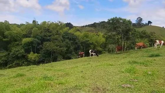 Se Vende Finca Productiva En Ventura, La Cumbre, Valle Del Cauca