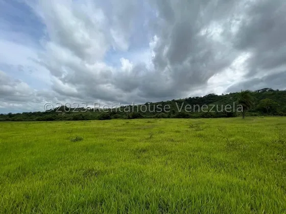 Carlos Colmenarez Vende Hermosa Finca De 35 Hectáreas En Sabana De Méndez, Municipio Urachiche, Edo Yaracuy. De Las Cuales 18 Hectáreas Aprox. Son Casi Planas Y Ya Están Empastadas Con Brachiaria Tole