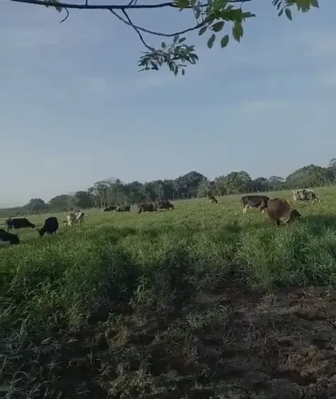 Finca Con Ganado En Don Juan/la Jagua, Monte Plata