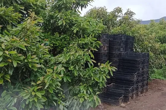 Venta De Terreno Productivo Con Paltos Hass