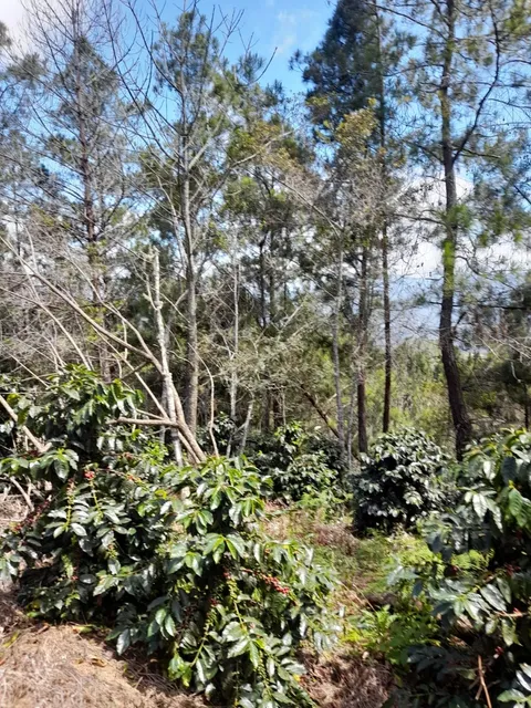 En Venta Finca De 11,758 Tareas De Café Y Limón Persa En Jarabacoa