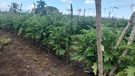 Finca En Produccion En Villa Tapia Salcedo 