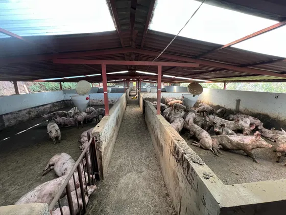Granja Porcicola  Finca Simijaca- Cerdos