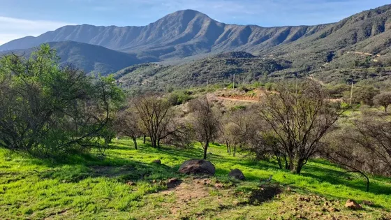 Parcela 5.000 M² En Condominio Reserva Oasis De La Campana