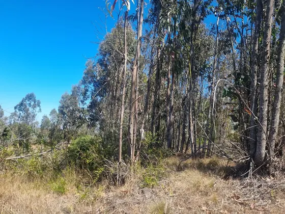 Venta Terreno - Sitio 43000mts Algarrobo