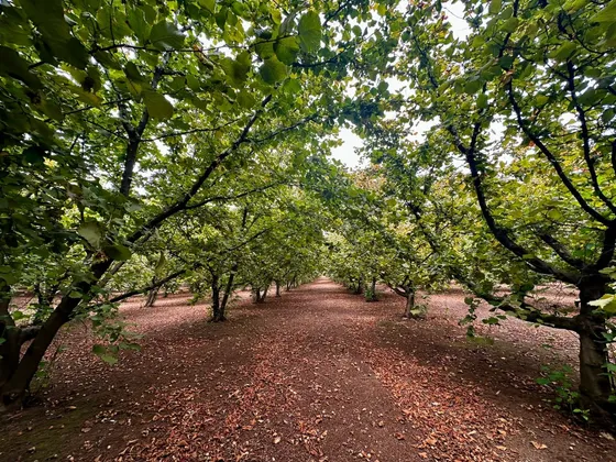 Excelente Campo De 160 Hectáreas En Gorbea, Cuarta Faja!
