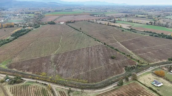 Venta - Longaví - 118 Hectáreas