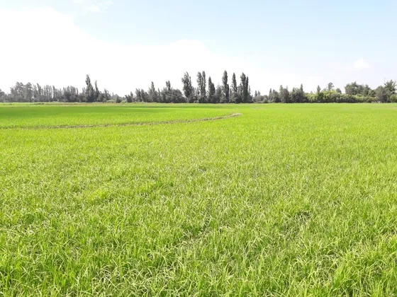 Campo En Venta En Limite De Las Comunas Linares - Longaví