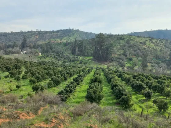 Terreno Agrícola De 6 Hectáreas En Venta, En Quilpué