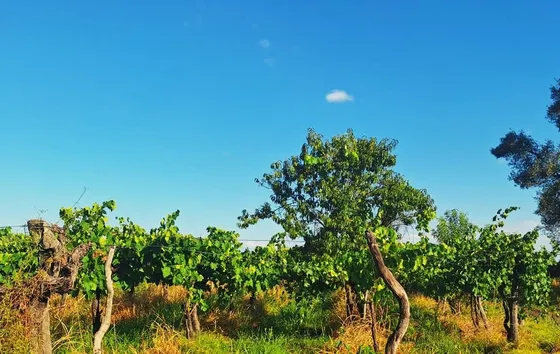 Finca Ideal Emprendimiento Agro Rural Vid Y Olivos