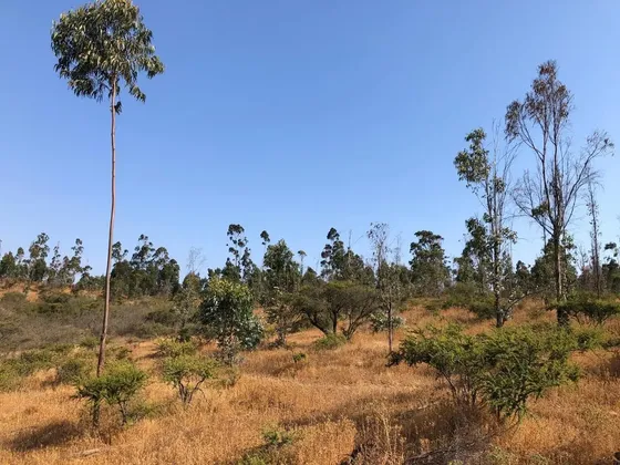 Hermoso Terreno Fundo El Yali